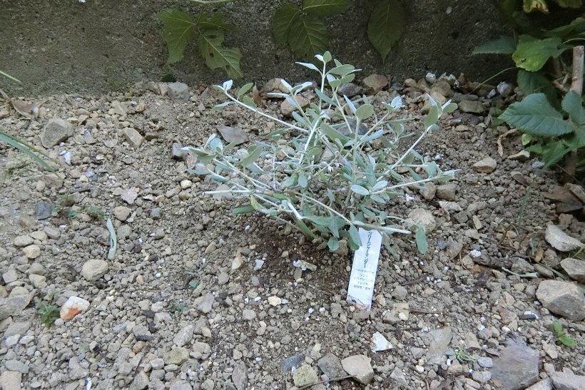 引越したハーブ（ツリージャーマンダー）