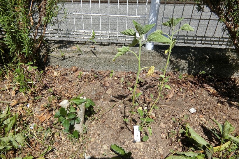 引越したハーブ（マーシュマロウ）