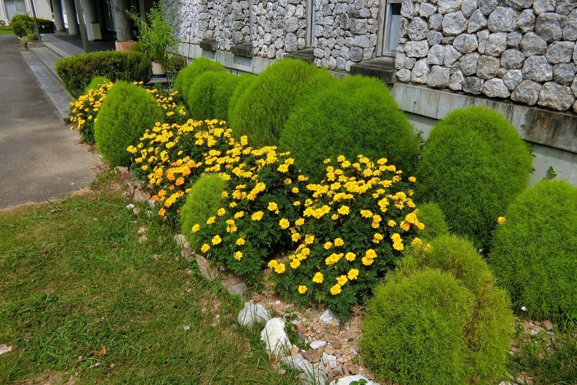 マリーゴールドの花