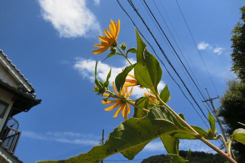 青空と花