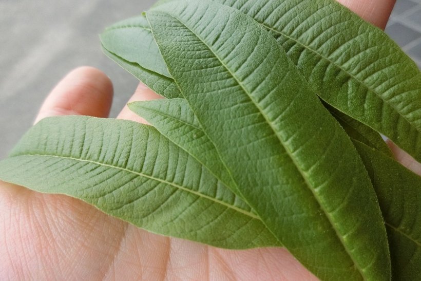レモンマートルの葉