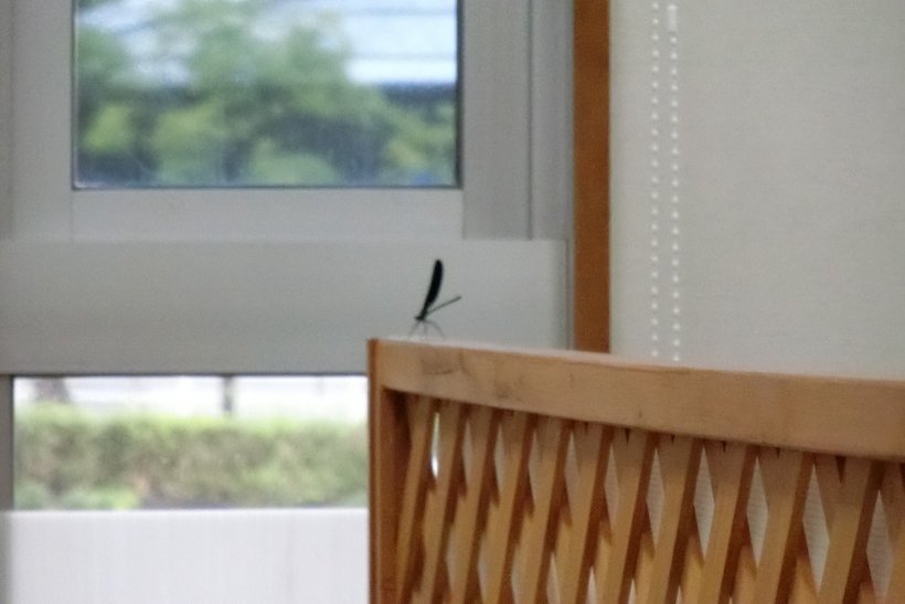 事務室にいるトンボ