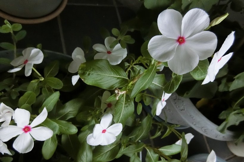 ニチニチソウの写真