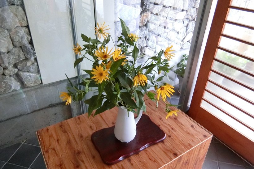 キクイモモドキの花