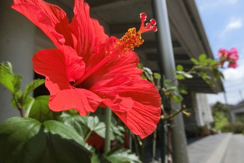 ハイビスカス