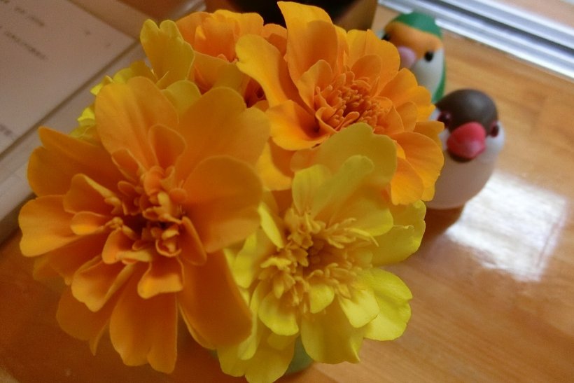 マリーゴールドの花