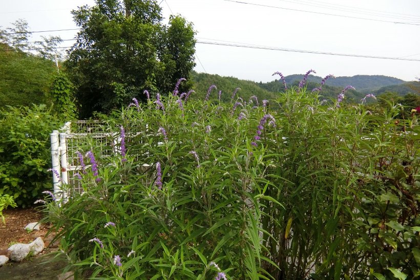 花壇のアメジストセージ