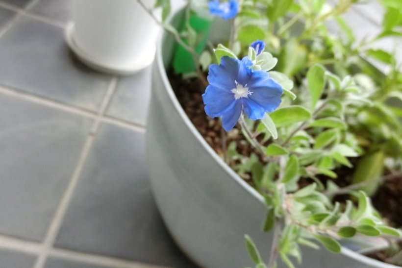 アメリカンブルーの花