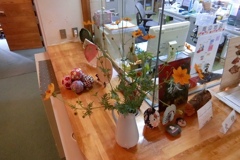 キバナコスモス