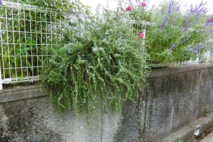 ローズマリーの写真