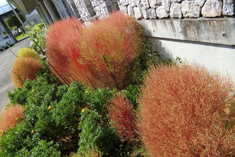 赤く色づいてきたコキア