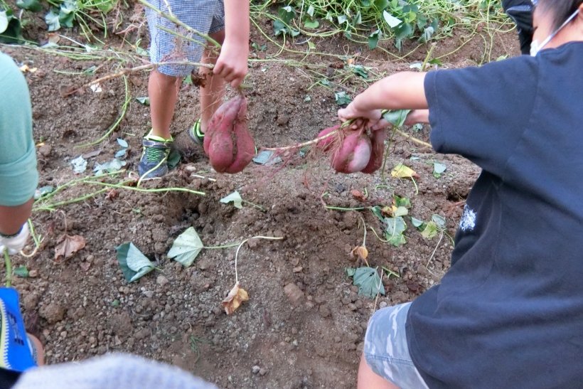 お芋ほりの写真