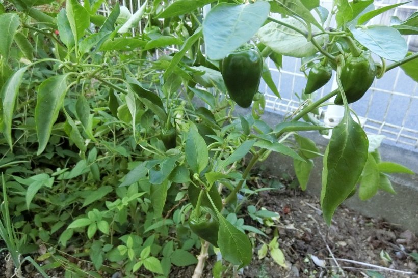 ピーマンの木