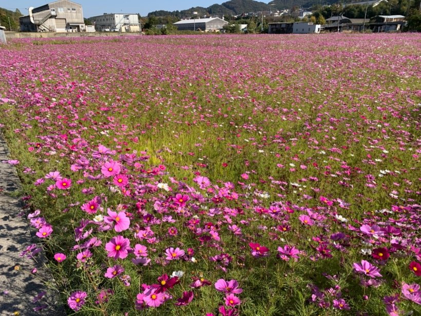 コスモス畑の写真