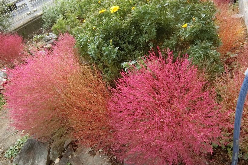 コキアとマリーゴールドの写真