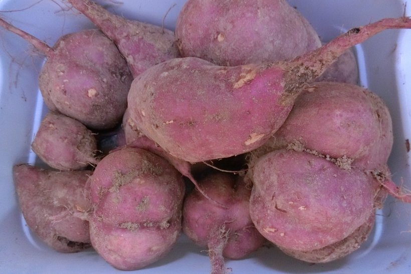 サツマイモの写真