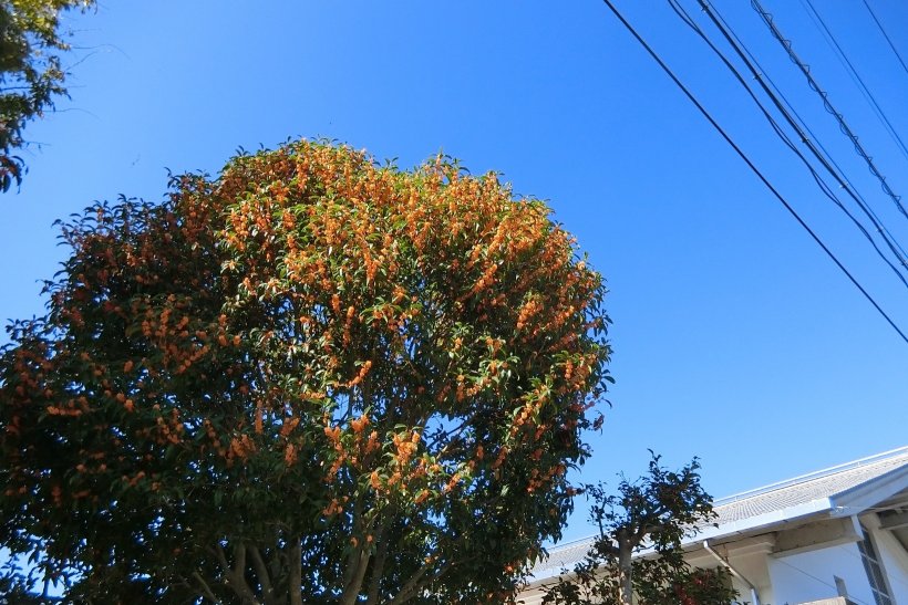 キンモクセイの木