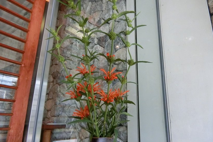 レオノチスの花