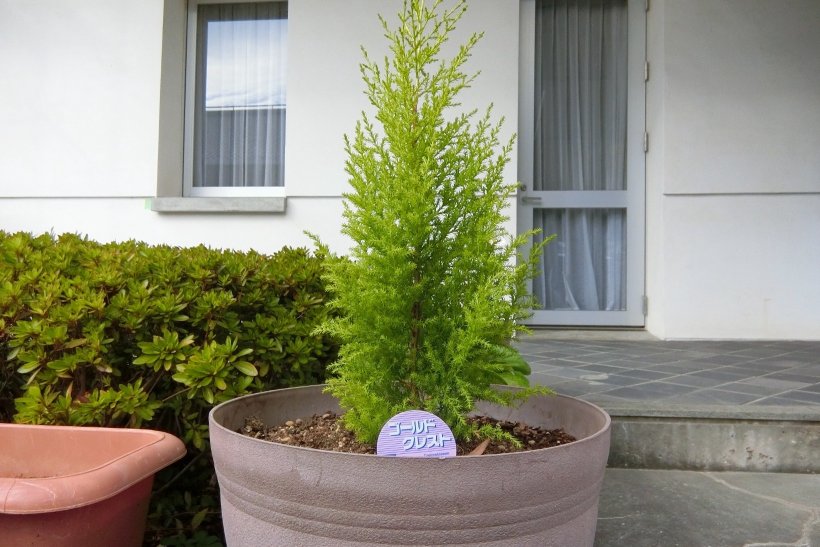 ゴールドクレスト