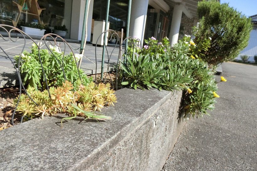 花壇の百日草とカマキリ