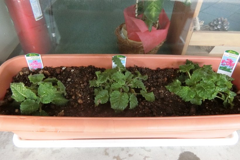 マラコイデスの苗