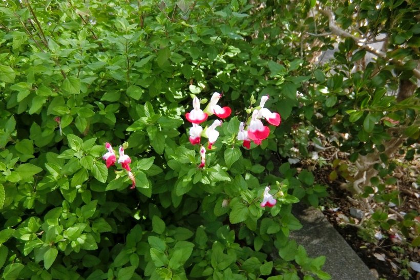 サルビアミクロフィラ