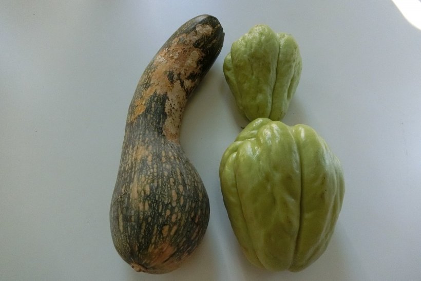 ひょうたんカボチャとチャーテ(ハヤトウリ)