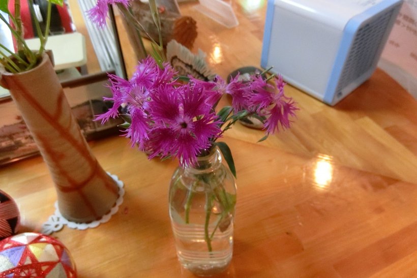 カワラナデシコの花