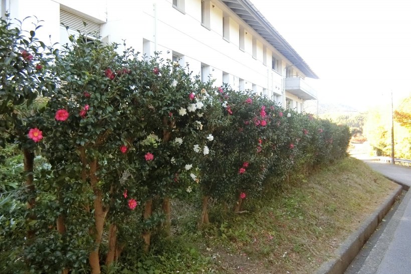 青少年の家裏の生垣