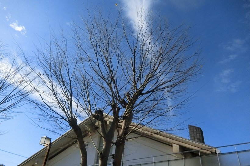 葉のなくなった木