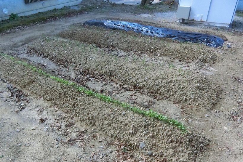 青少年の家の畑