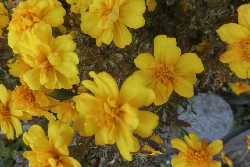 マリーゴールドの花