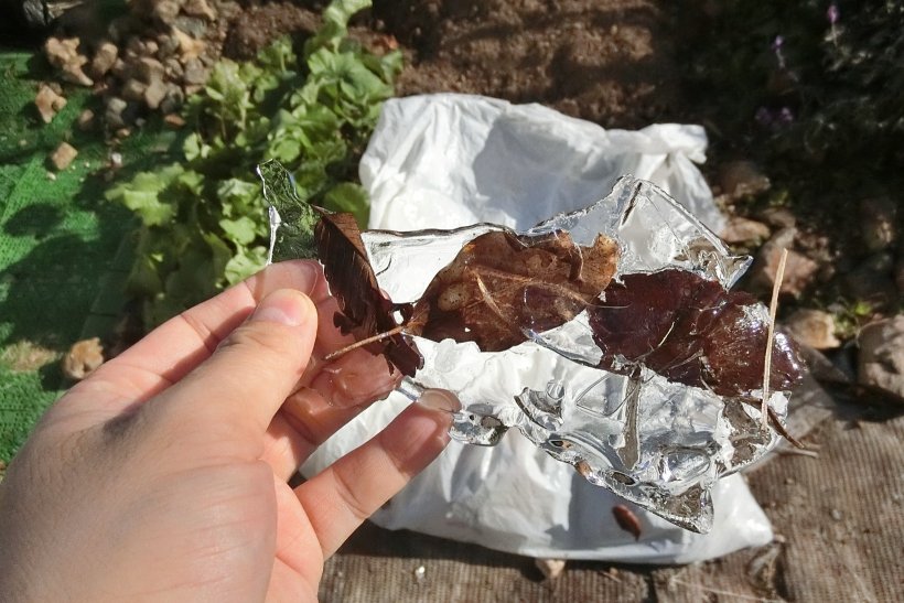 落ち葉を含んだ氷