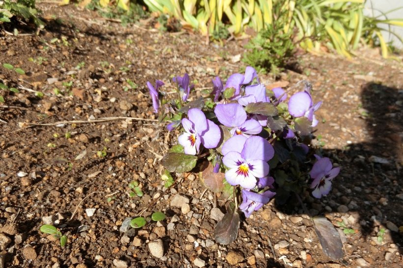パンジーの花