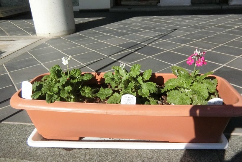 マラコイデスの苗