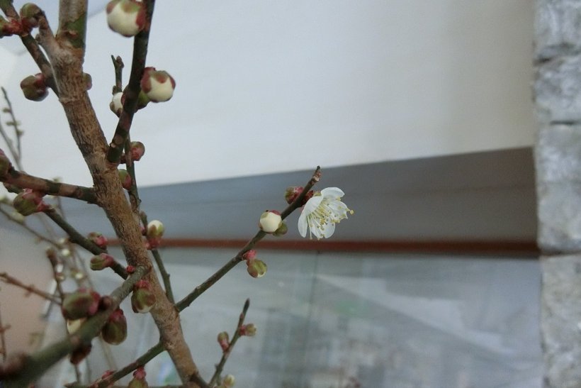 一輪の梅の花