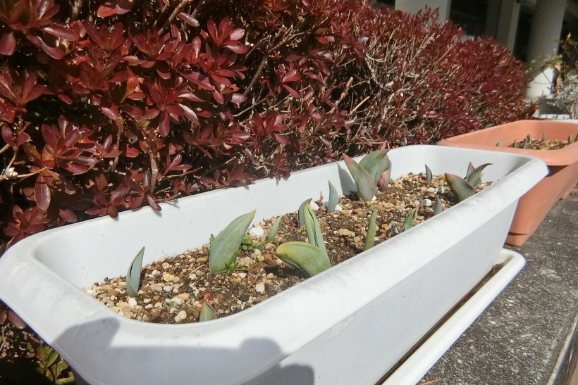 チューリップの芽