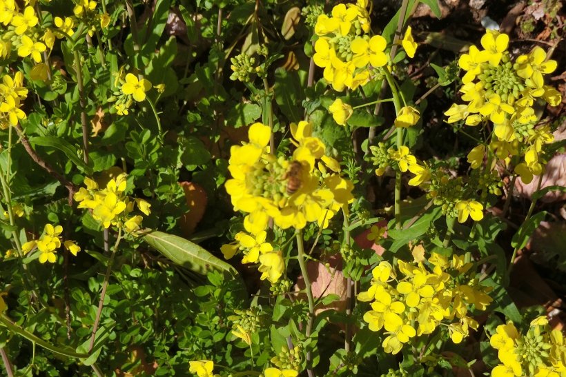 菜の花に来たミツバチ