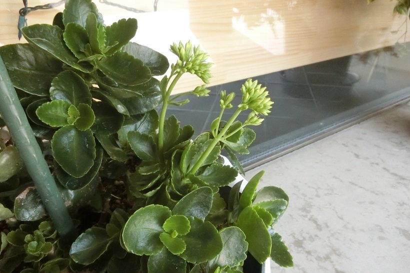 カランコエの花芽