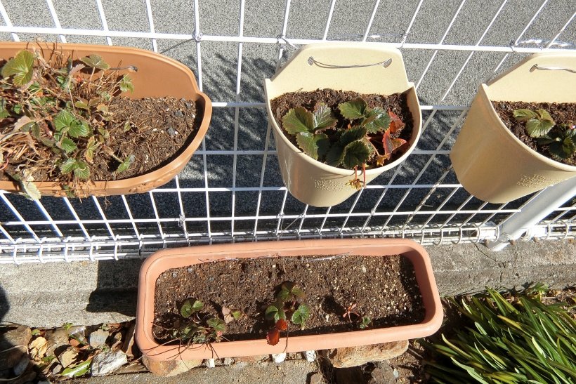 いちごのプランター