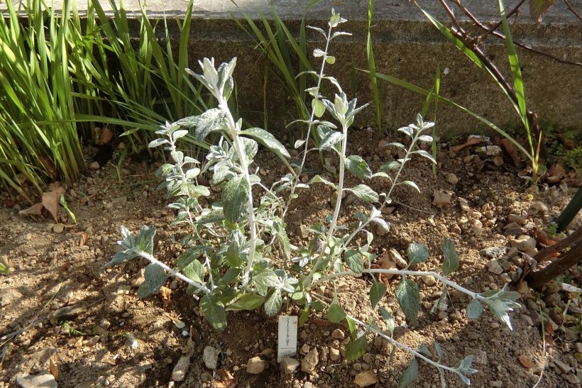 ツリージャーマンダー