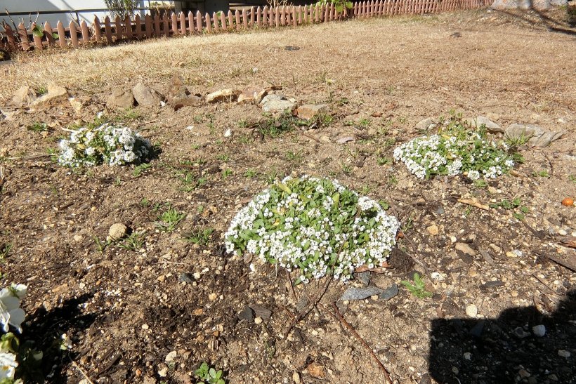 スイートアリッサムの花