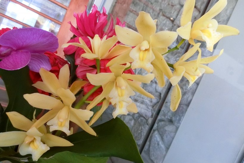 シンピジウムの花