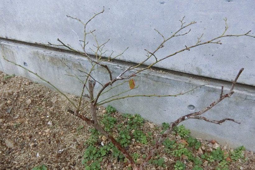 ブルーベリーの木