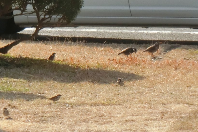 芝生にいる鳥達