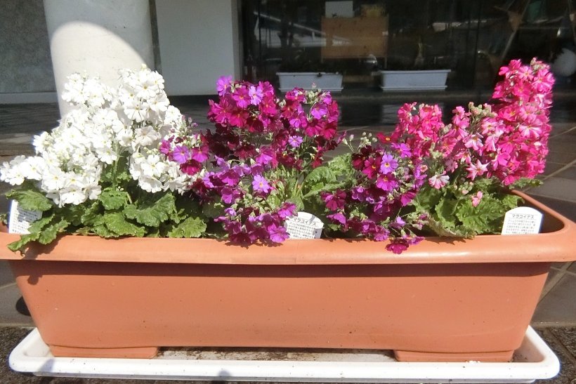 マラコイデスの花