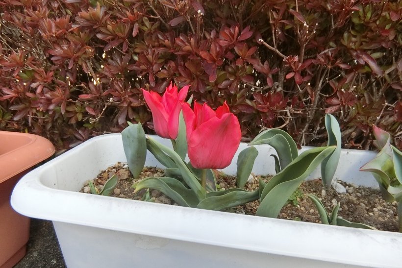 チューリップの花