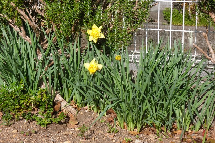 ヤエザキスイセン