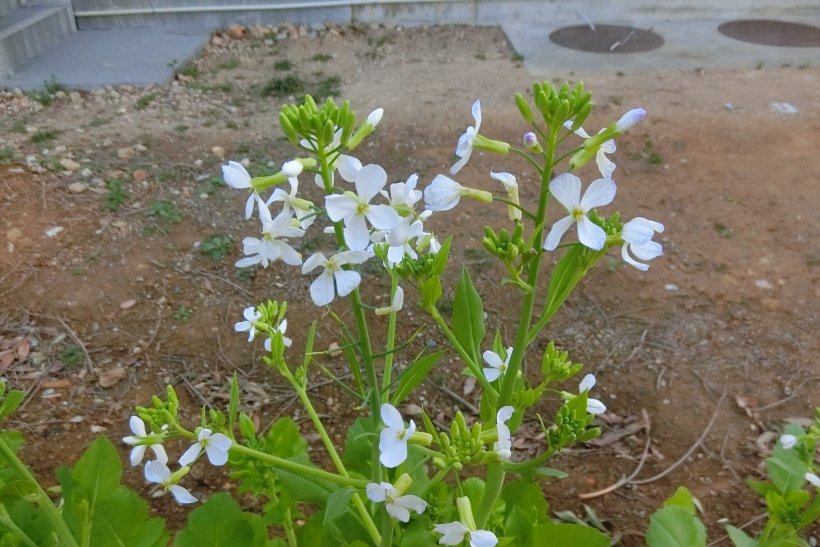 畑の大根の菜の花
