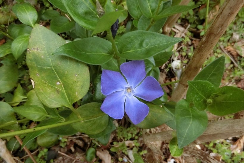 ツルニチニチソウ